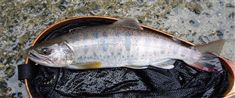 http://salmon.kirisute-gomen.com/main/fishing/favorite/P7090011s_R.jpg