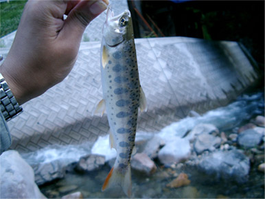 http://salmon.kirisute-gomen.com/main/fishing/fishing2004/yamame0613.jpg