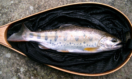 http://salmon.kirisute-gomen.com/main/fishing/fishing2004/yamame0704.jpg