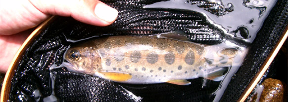 http://salmon.kirisute-gomen.com/main/fishing/fishing2004/yamame0719.jpg