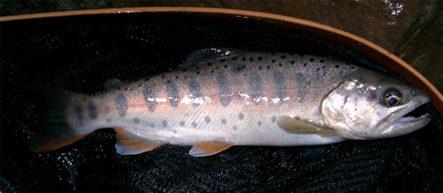 http://salmon.kirisute-gomen.com/main/fishing/fishing2004/yamame0911.jpg