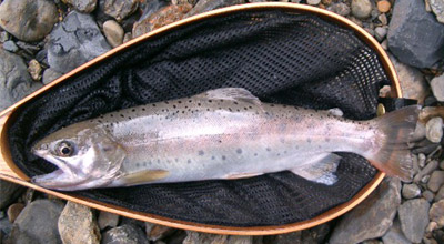 http://salmon.kirisute-gomen.com/main/fishing/fishing2004/yamame28cm0912.jpg