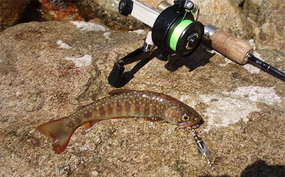 http://salmon.kirisute-gomen.com/main/fishing/fishing2005/20050319/P3190009.s.jpg