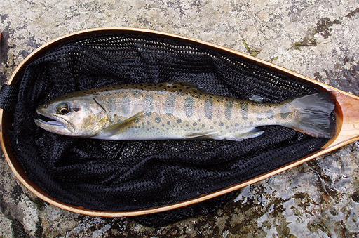 http://salmon.kirisute-gomen.com/main/fishing/fishing2005/20050319/P3200020.s.jpg