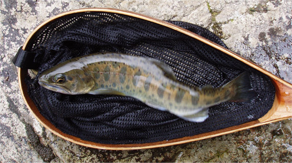http://salmon.kirisute-gomen.com/main/fishing/fishing2005/20050319/P3200023.s.jpg