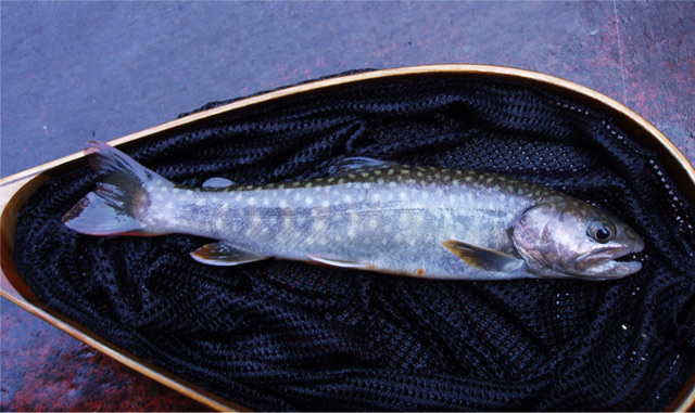 http://salmon.kirisute-gomen.com/main/fishing/fishing2005/20050319/P3210037.s.jpg