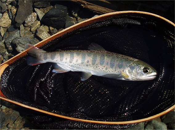 http://salmon.kirisute-gomen.com/main/fishing/fishing2005/20050319/P3210049.s.jpg