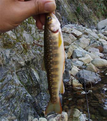 http://salmon.kirisute-gomen.com/main/fishing/fishing2005/2005041617/P4160004.s.jpg