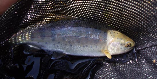 http://salmon.kirisute-gomen.com/main/fishing/fishing2005/2005042324/P4240004.s.jpg