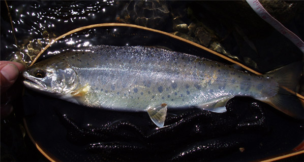http://salmon.kirisute-gomen.com/main/fishing/fishing2005/2005042324/P4240008.s.jpg