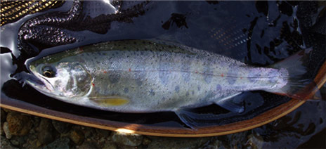 http://salmon.kirisute-gomen.com/main/fishing/fishing2005/2005042324/P4240012.s.jpg