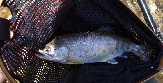 http://salmon.kirisute-gomen.com/main/fishing/fishing2005/200505030405/P5030003.s.jpg