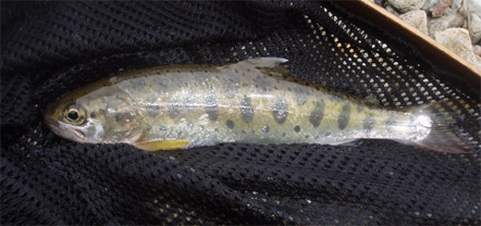 http://salmon.kirisute-gomen.com/main/fishing/fishing2005/2005050708/P5080008.s.jpg