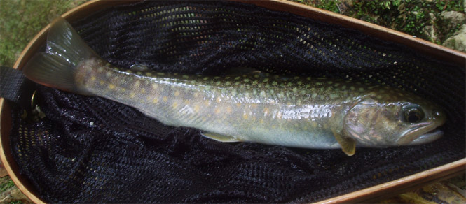 http://salmon.kirisute-gomen.com/main/fishing/fishing2005/2005051415/P5150008.s.jpg