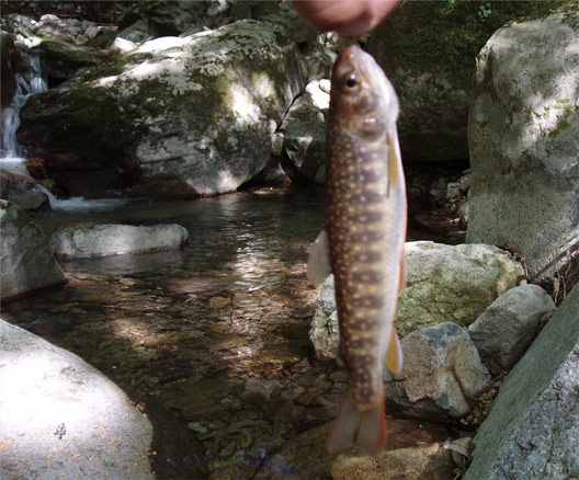 http://salmon.kirisute-gomen.com/main/fishing/fishing2005/2005052829/P5290017.s.jpg
