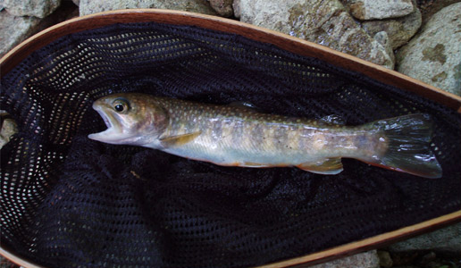 http://salmon.kirisute-gomen.com/main/fishing/fishing2005/2005052829/P5290021.s.jpg