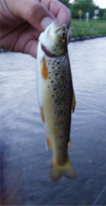 http://salmon.kirisute-gomen.com/main/fishing/fishing2005/200506242526/P6240012.s.jpg