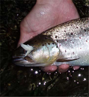 http://salmon.kirisute-gomen.com/main/fishing/fishing2005/200506242526/P6240014.s.jpg