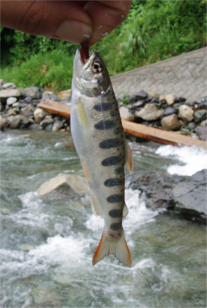 http://salmon.kirisute-gomen.com/main/fishing/fishing2005/2005070910/P7090006.s.jpg