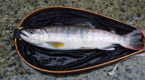 http://salmon.kirisute-gomen.com/main/fishing/fishing2005/2005070910/P7090010.s.jpg