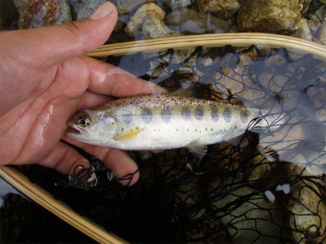 http://salmon.kirisute-gomen.com/main/fishing/fishing2005/2005072324/P7230004.s.jpg