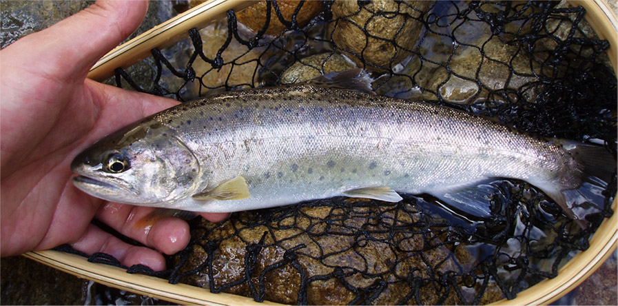 http://salmon.kirisute-gomen.com/main/fishing/fishing2005/20050807/P8070015.s.jpg