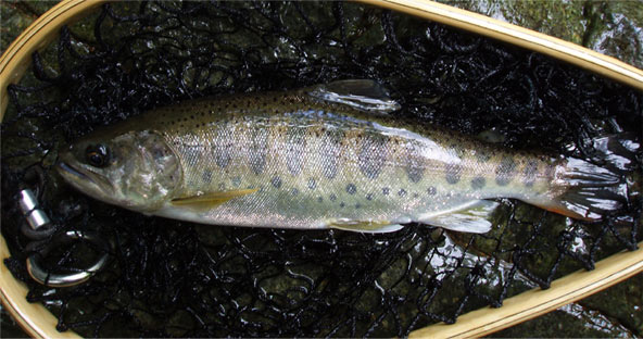 http://salmon.kirisute-gomen.com/main/fishing/fishing2005/2005082728/P8270007.s.jpg