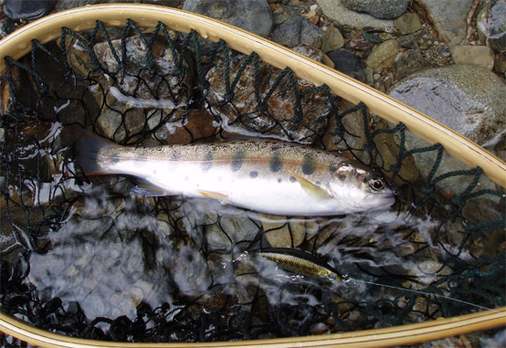 http://salmon.kirisute-gomen.com/main/fishing/fishing2005/2005092324/P9230025.s.jpg