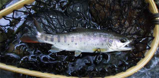 http://salmon.kirisute-gomen.com/main/fishing/fishing2005/2005092324/P9240027.s.jpg