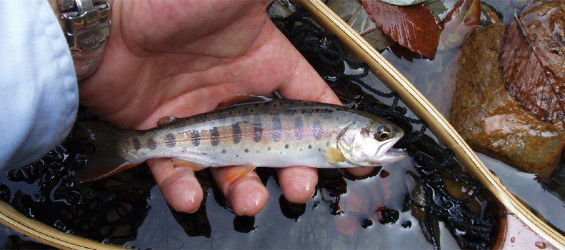 http://salmon.kirisute-gomen.com/main/fishing/fishing2005/2005092324/P9240033.s.jpg