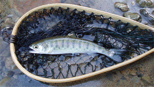 http://salmon.kirisute-gomen.com/main/fishing/fishing2006/20060305/P3050005.jpg
