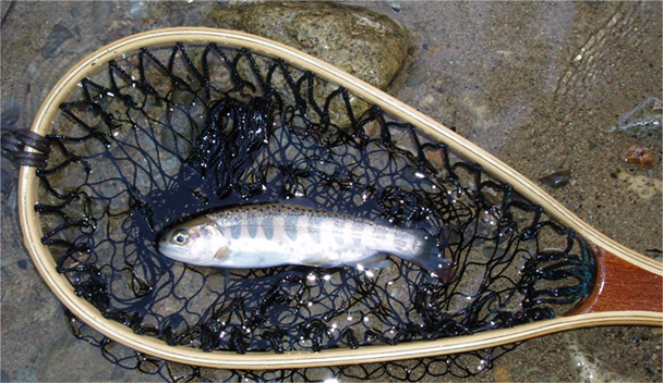 http://salmon.kirisute-gomen.com/main/fishing/fishing2006/20060305/P3050008.jpg