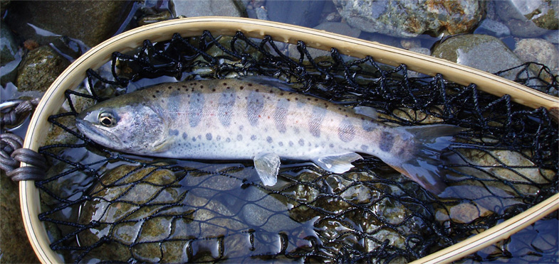 http://salmon.kirisute-gomen.com/main/fishing/fishing2006/20060305/P3050015.jpg