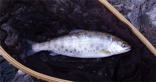 http://salmon.kirisute-gomen.com/main/fishing/fishing2006/20060325/P3250002s.jpg