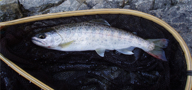 http://salmon.kirisute-gomen.com/main/fishing/fishing2006/20060325/P3250005s.jpg