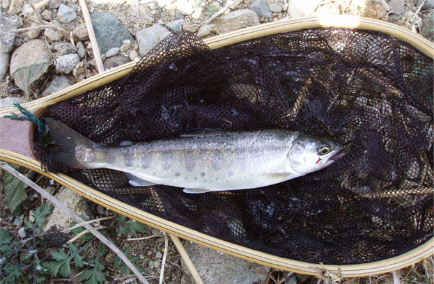http://salmon.kirisute-gomen.com/main/fishing/fishing2006/20060325/P3250009s.jpg