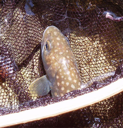 http://salmon.kirisute-gomen.com/main/fishing/fishing2006/2006040809/P4080018s.jpg