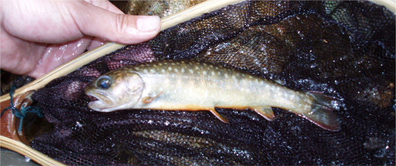 http://salmon.kirisute-gomen.com/main/fishing/fishing2006/200605030405/P5030002as.jpg