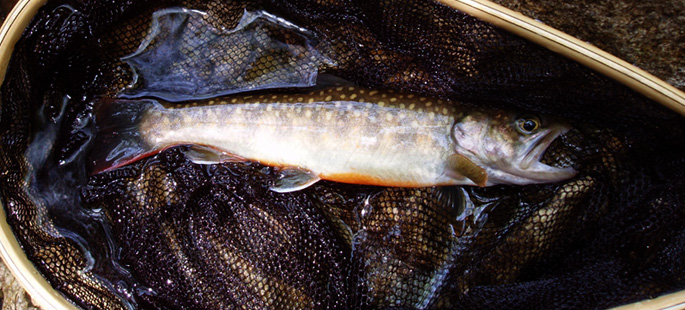 http://salmon.kirisute-gomen.com/main/fishing/fishing2006/200605030405/P5040026as.jpg