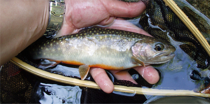 http://salmon.kirisute-gomen.com/main/fishing/fishing2006/200605030405/P5040031as.jpg