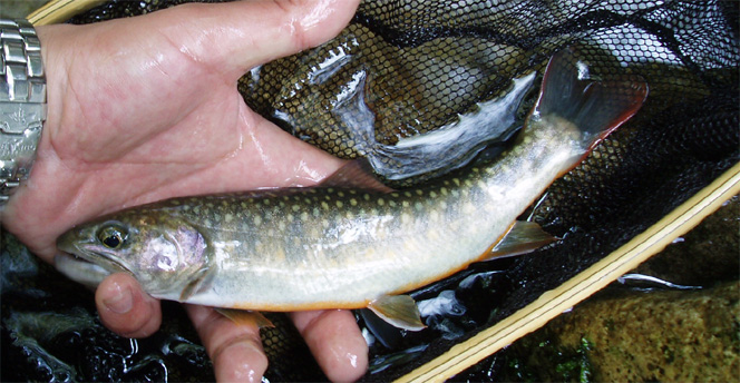 http://salmon.kirisute-gomen.com/main/fishing/fishing2006/200605030405/P5040040as.jpg