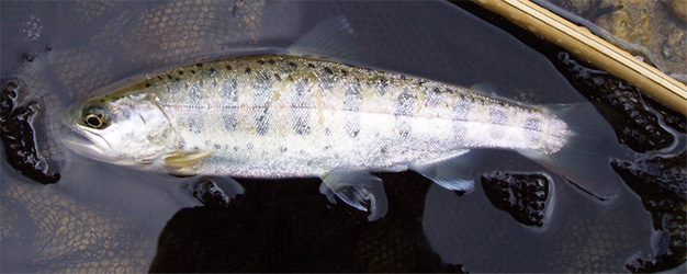 http://salmon.kirisute-gomen.com/main/fishing/fishing2006/200605030405/P5050044as.jpg