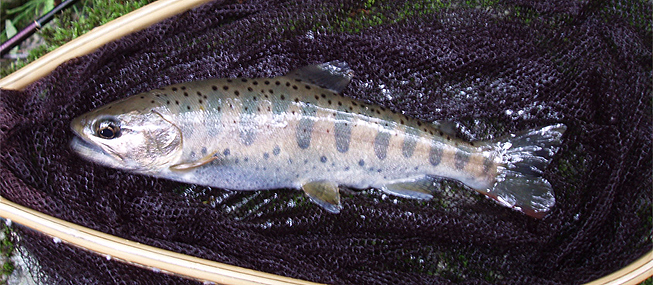 http://salmon.kirisute-gomen.com/main/fishing/fishing2006/2006052728/P5280035s.jpg