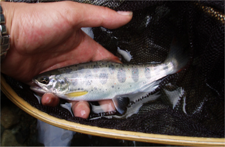 http://salmon.kirisute-gomen.com/main/fishing/fishing2006/20060715/P7160002.jpg