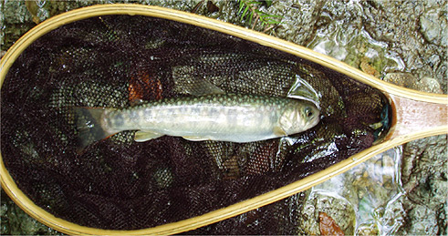 http://salmon.kirisute-gomen.com/main/fishing/fishing2006/2006081213/P8140021s.jpg