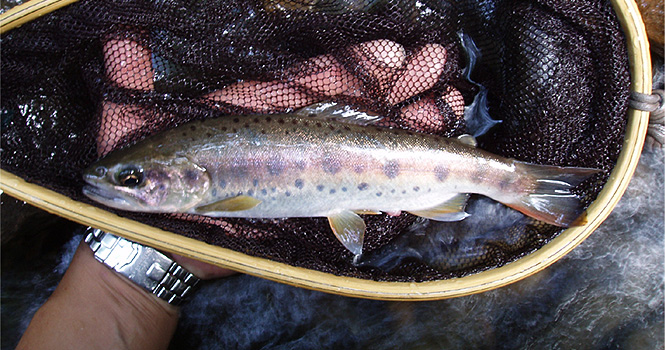 http://salmon.kirisute-gomen.com/main/fishing/fishing2006/2006092224/P9230012s.jpg