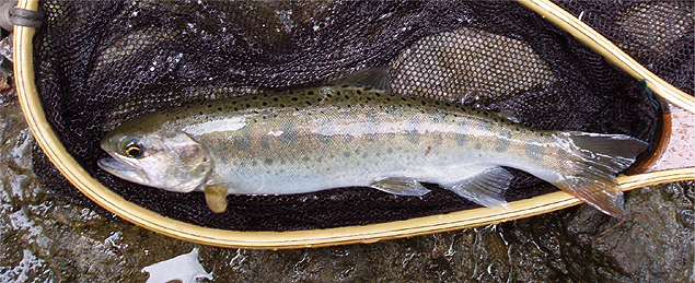 http://salmon.kirisute-gomen.com/main/fishing/fishing2007/20070303/P3030018s.jpg