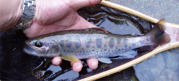 http://salmon.kirisute-gomen.com/main/fishing/fishing2007/200708161718/P8180024s.jpg