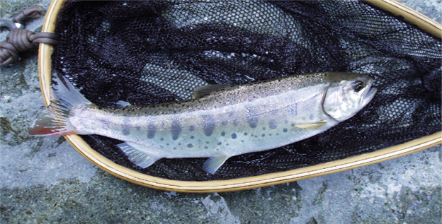 http://salmon.kirisute-gomen.com/main/fishing/fishing2007/20070825/P8250007s.jpg