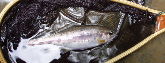 http://salmon.kirisute-gomen.com/main/fishing/fishing2007/2007092223/P9220014s.jpg